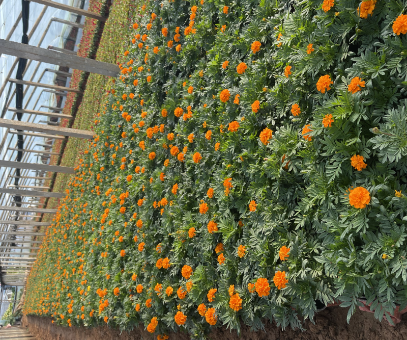 草花孔雀草基地批发