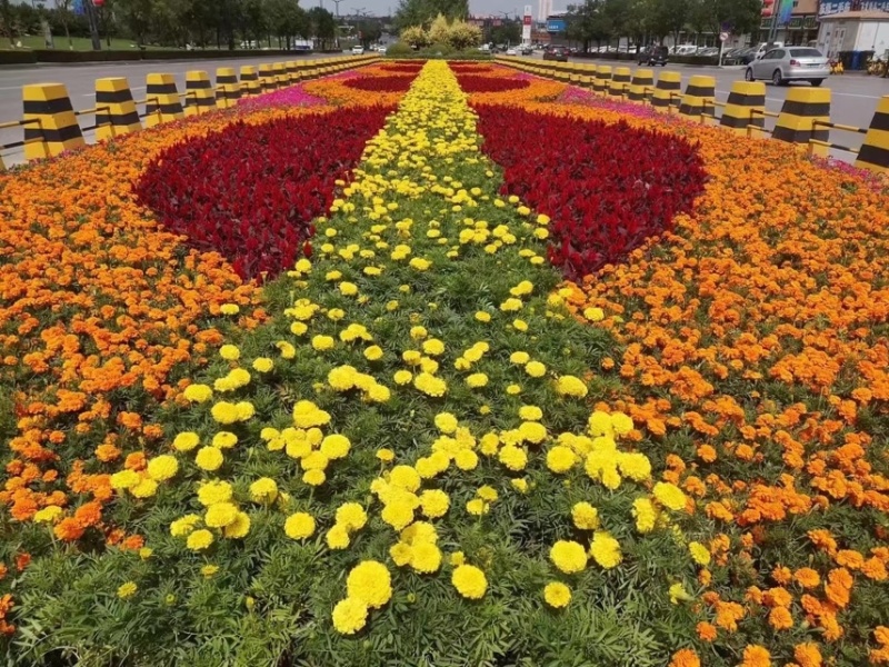 草花孔雀草基地批发