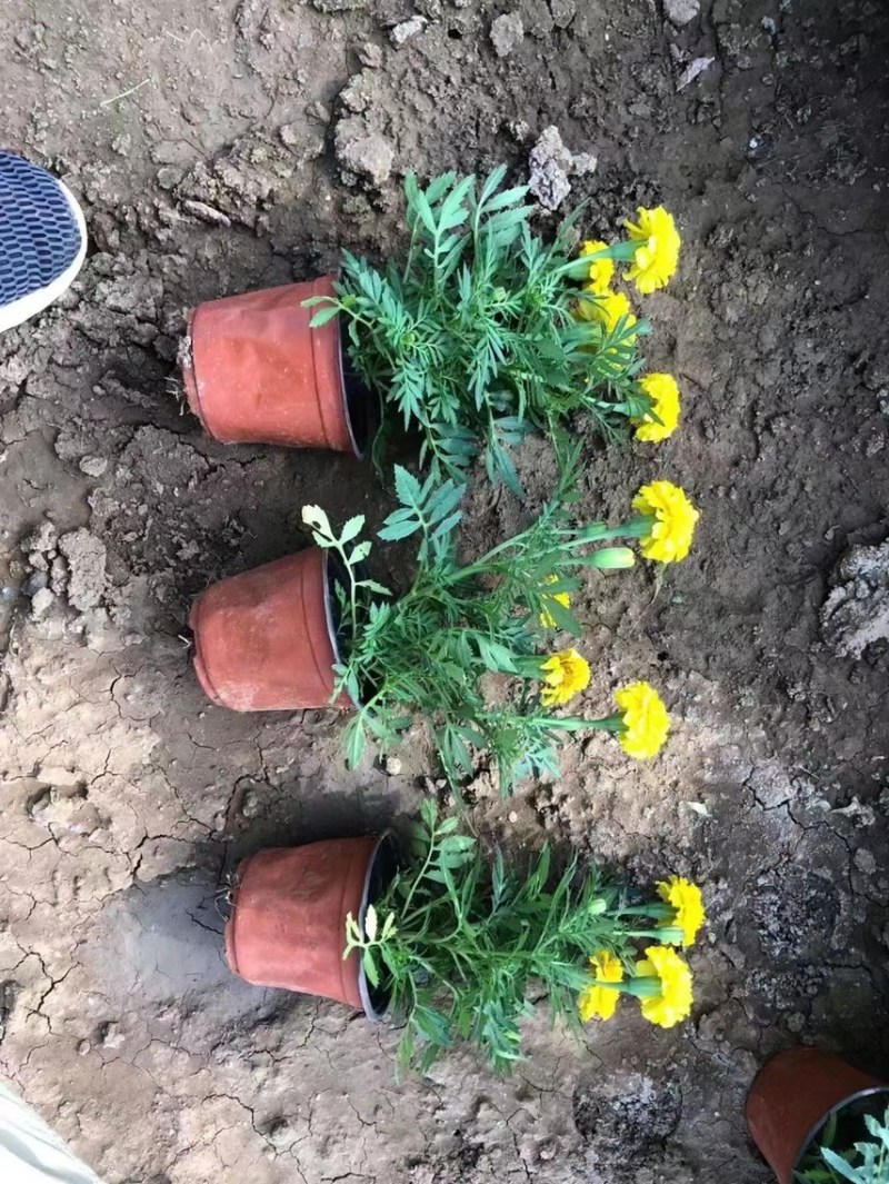 草花孔雀草基地批发
