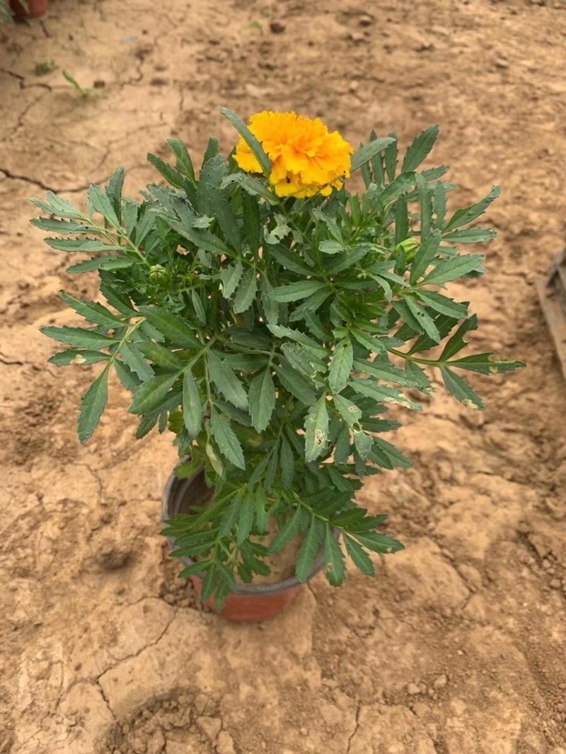 草花孔雀草基地批发