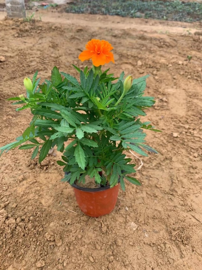 草花孔雀草基地批发