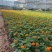 草花孔雀草基地批发