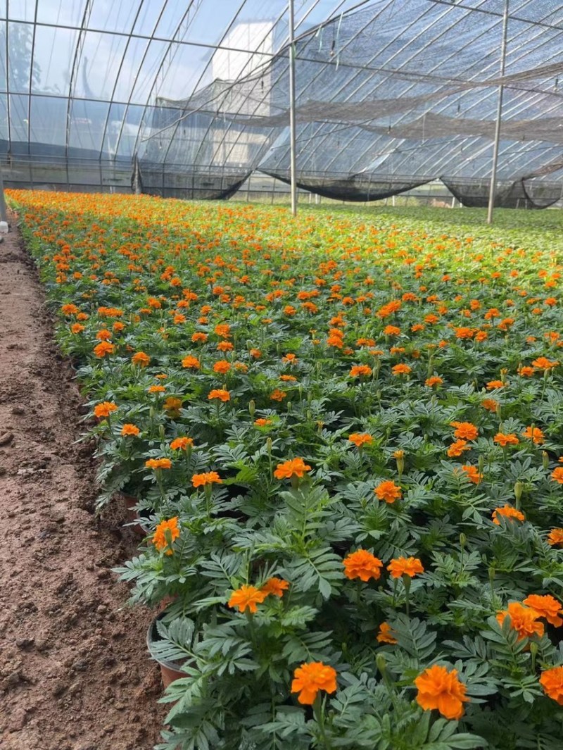草花孔雀草基地批发