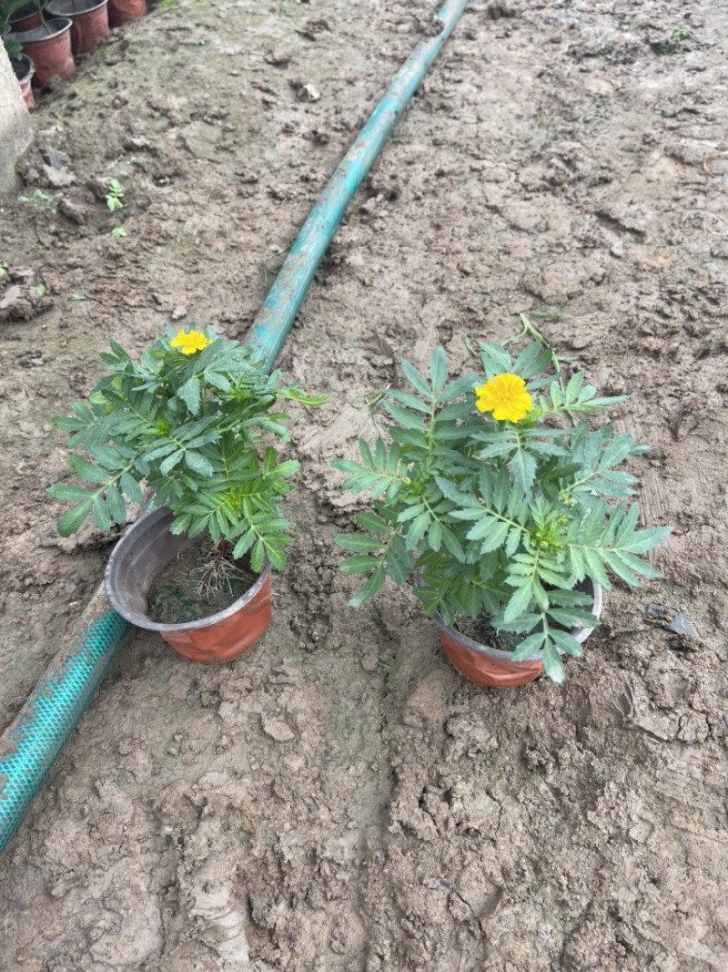 草花孔雀草基地批发