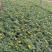 草花孔雀草基地批发