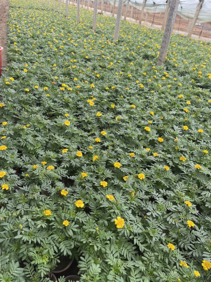 草花孔雀草基地批发