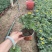 草花孔雀草基地批发