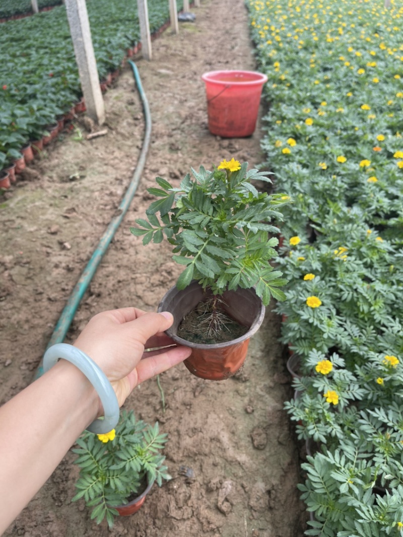 草花孔雀草基地批发