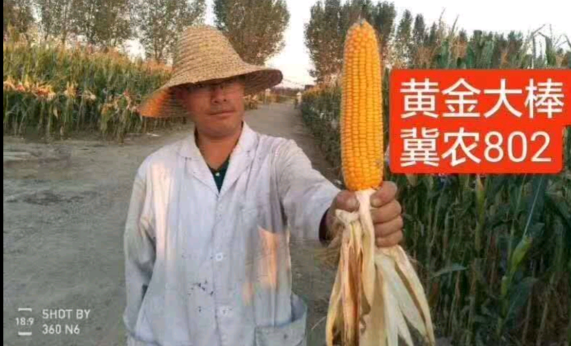 冀农802玉米种子三系制种更丰产冀农802