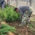 小龙柏基地现货供应