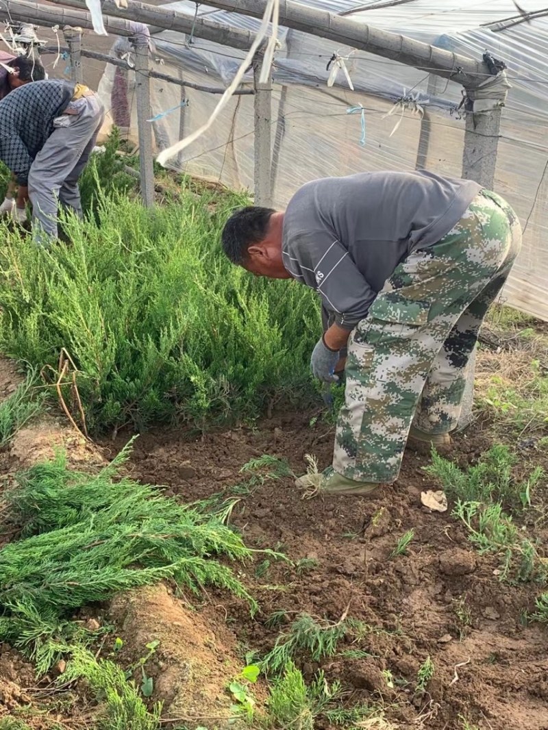 小龙柏基地现货供应