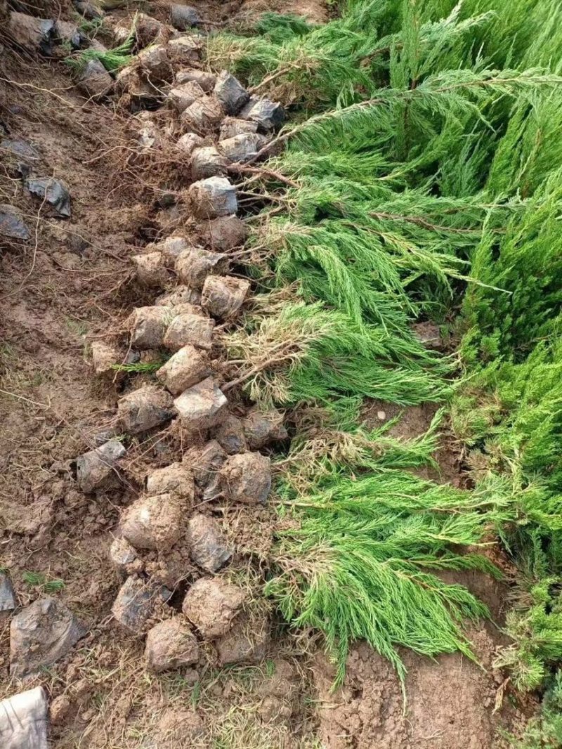 小龙柏基地现货供应