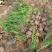 小龙柏基地现货供应