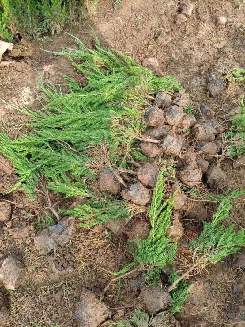 小龙柏基地现货供应