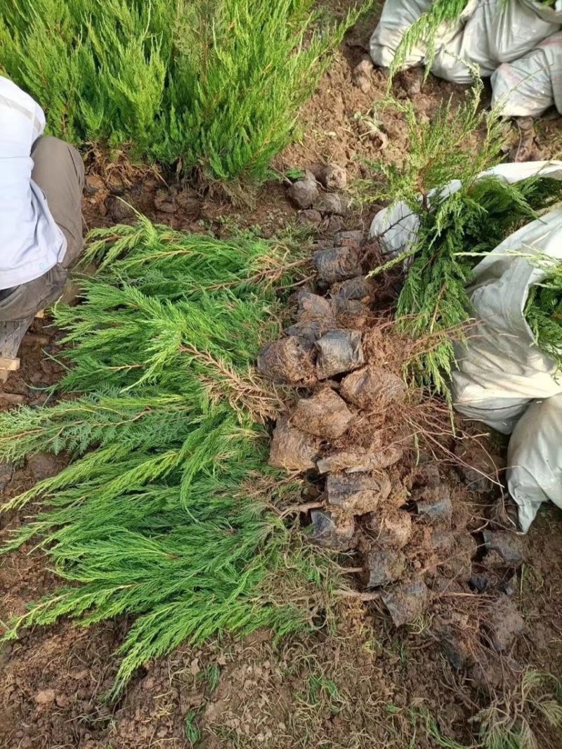 小龙柏基地现货供应