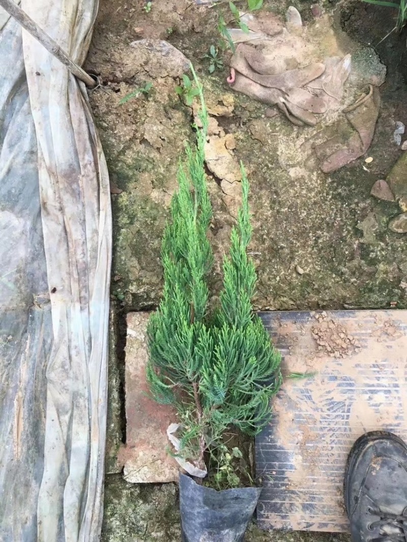 小龙柏基地现货供应