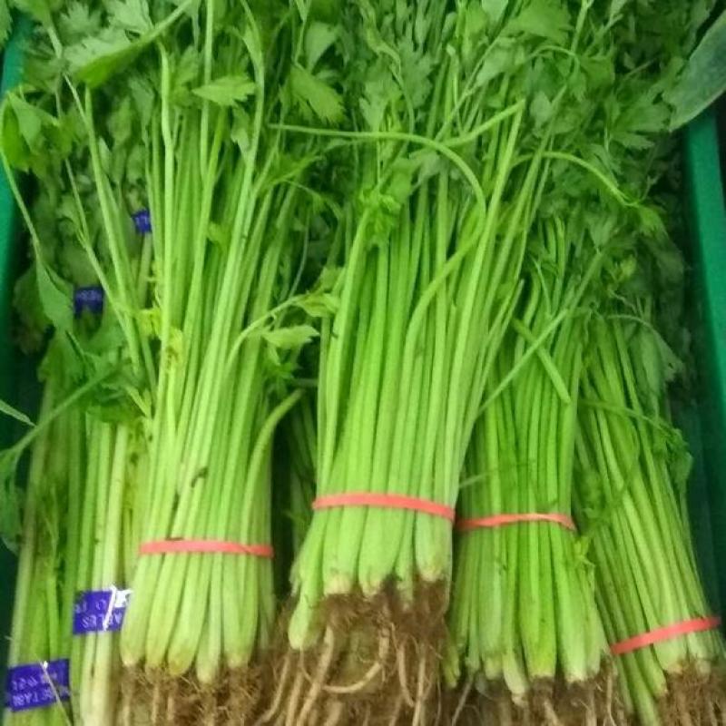 精品香芹！产地直发，可对接电商，超市，全国发货，欢迎来电