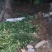 北海道黄杨现货供应