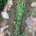 北海道黄杨现货供应
