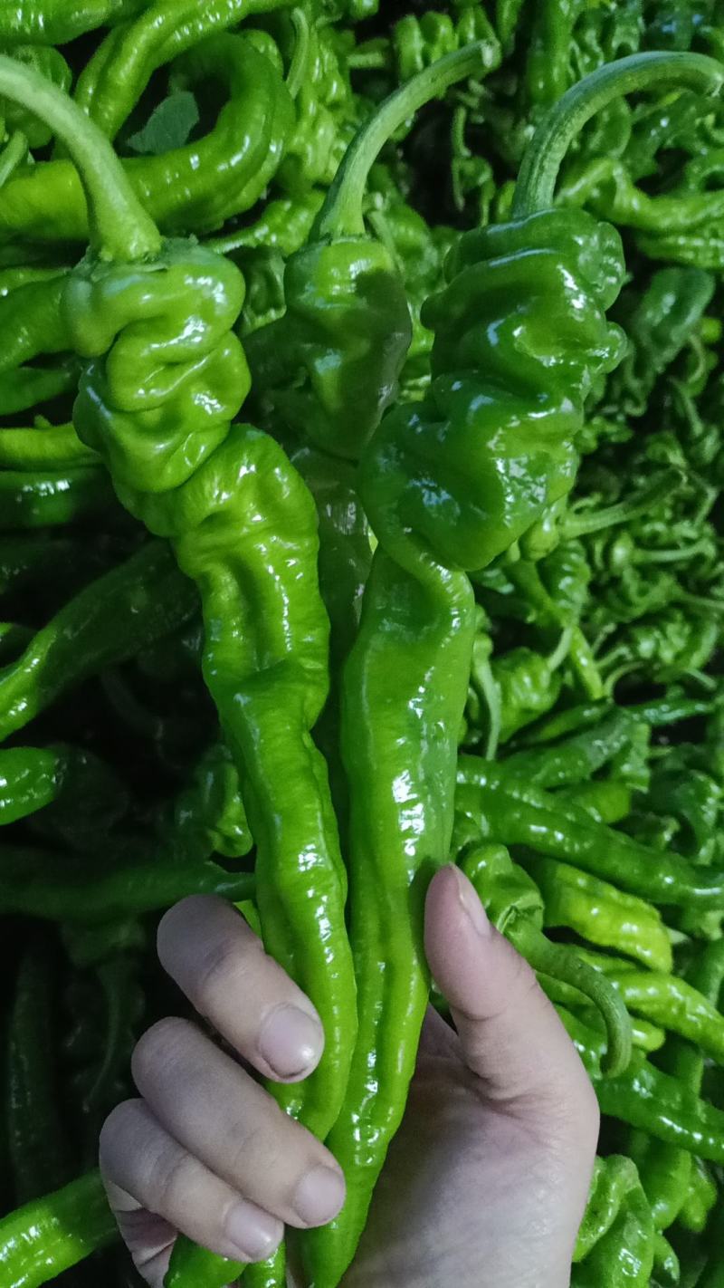 精品螺丝椒产地直发，可对接电商，超市，全国发货，欢迎来电