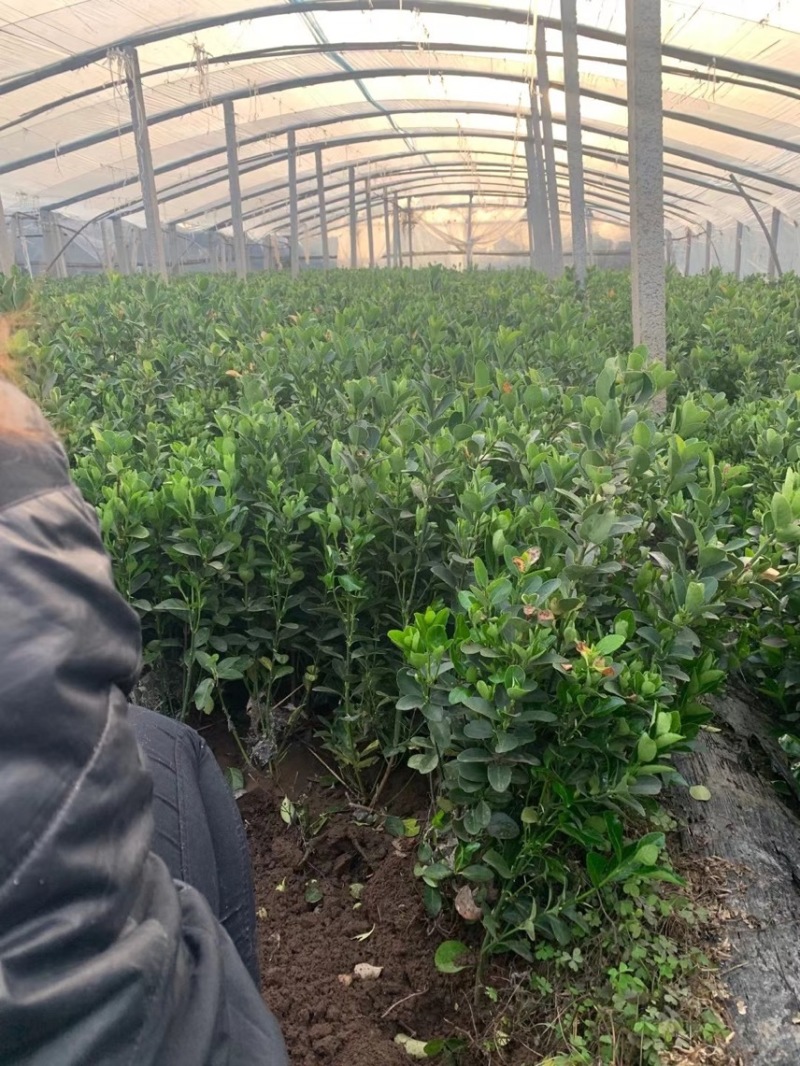 精品卫矛基地自产自销