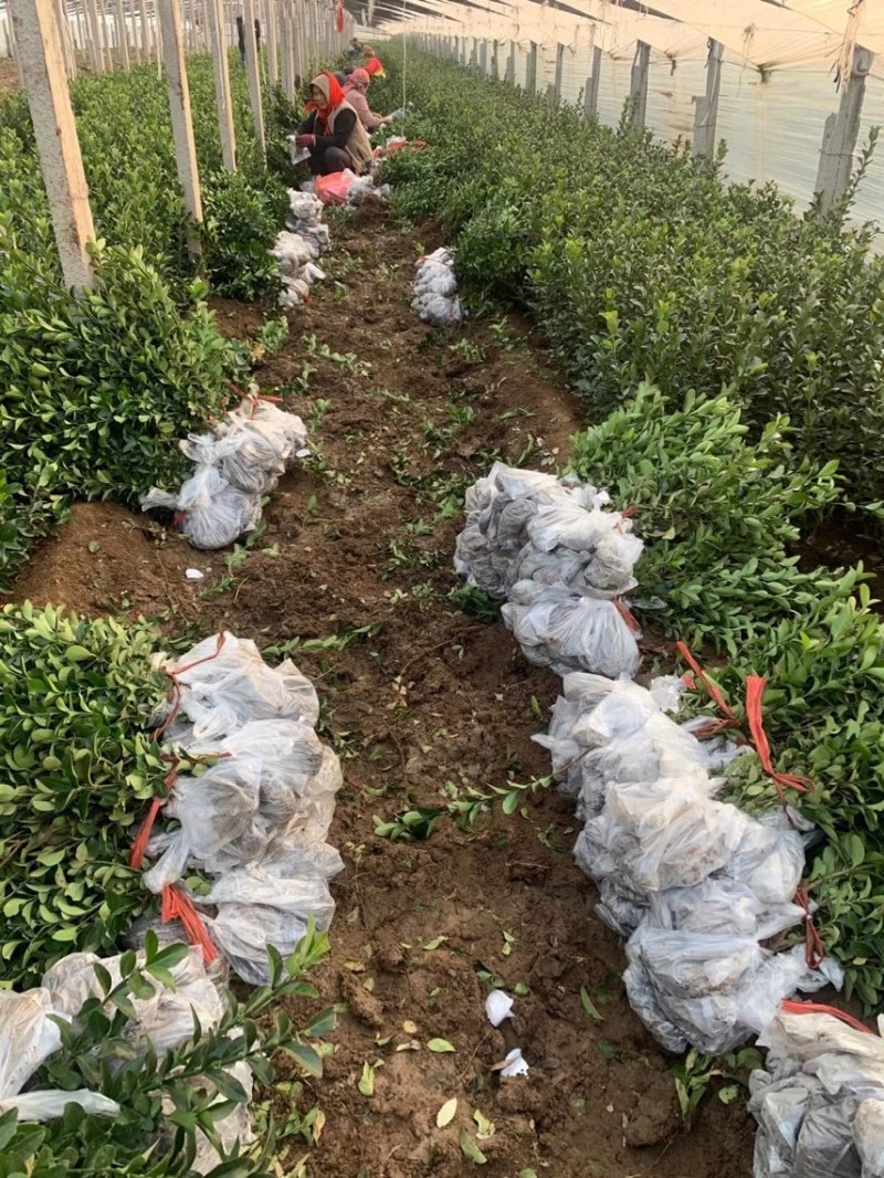 精品卫矛基地自产自销