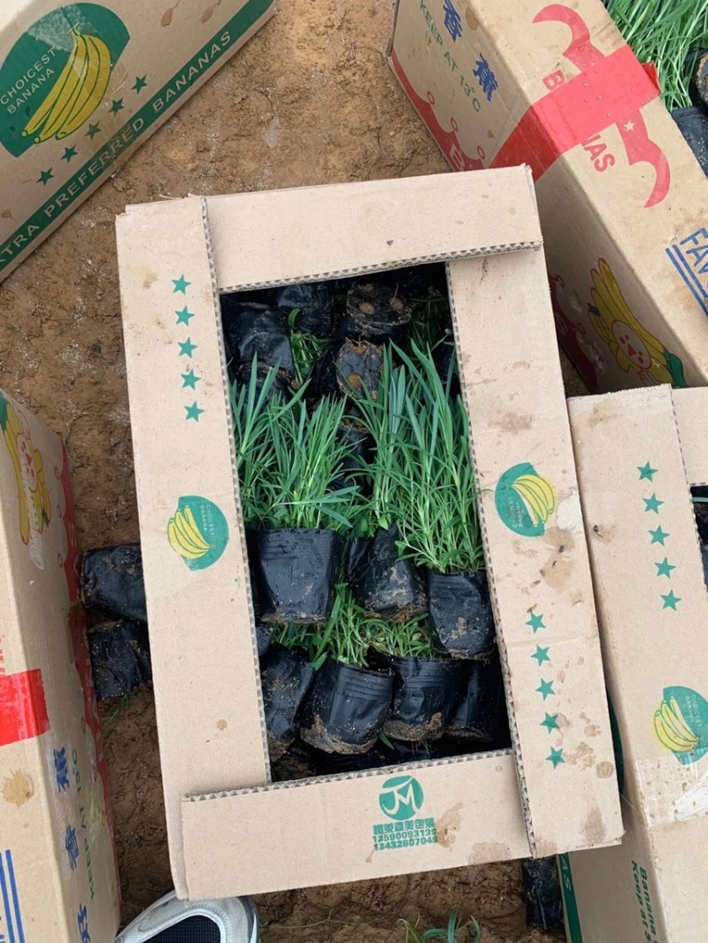 精品常夏石竹批发基地