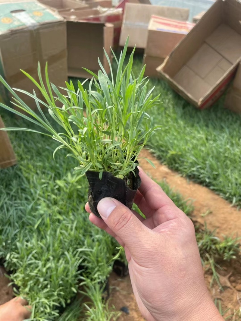 精品常夏石竹批发基地