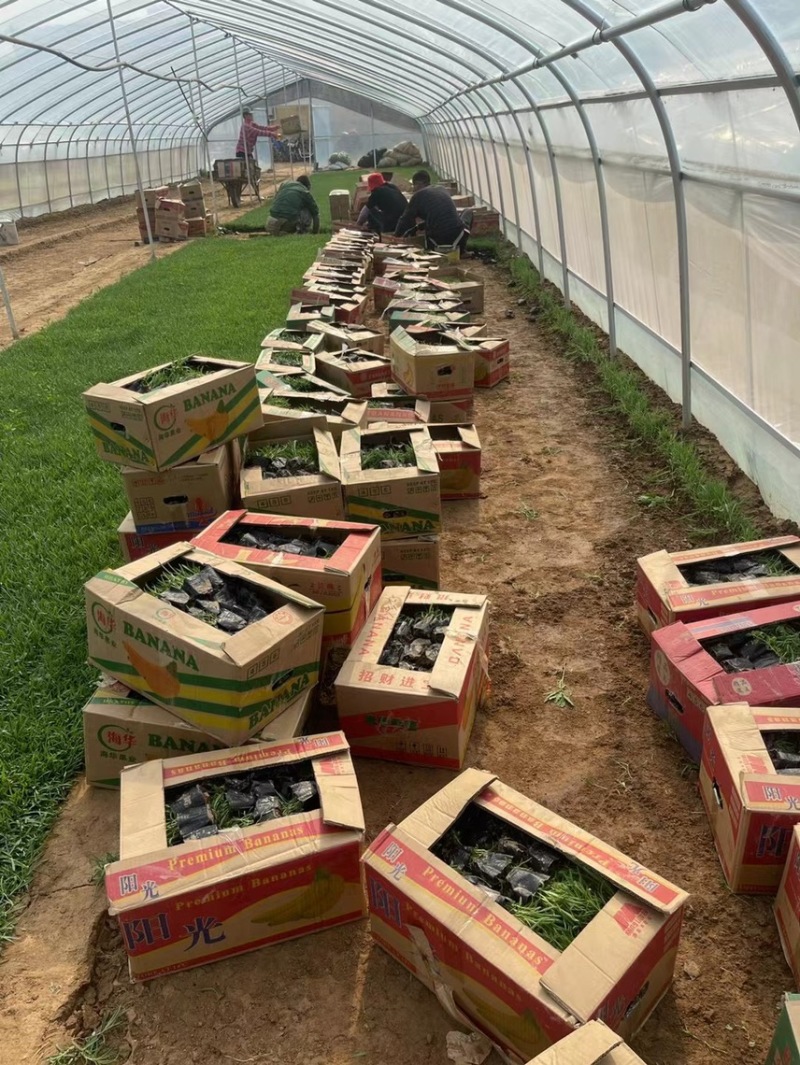 精品常夏石竹批发基地