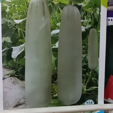 溥皮类型甜瓜品种新密61号含糖量13一15袋起批包邮