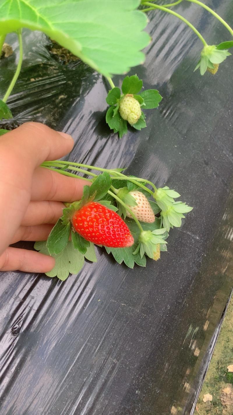 草莓开始出量了，需要的老板联系我