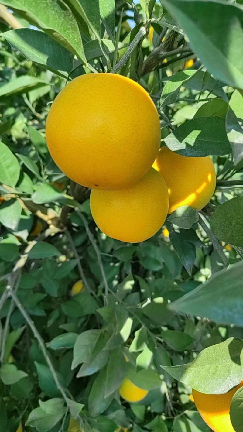 湖南麻阳冰糖橙大量到货，一袋4斤装，口感纯甜汁水充足，