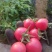 圣女果基地济阳区跺石口感好品质高。有需要的联系我。