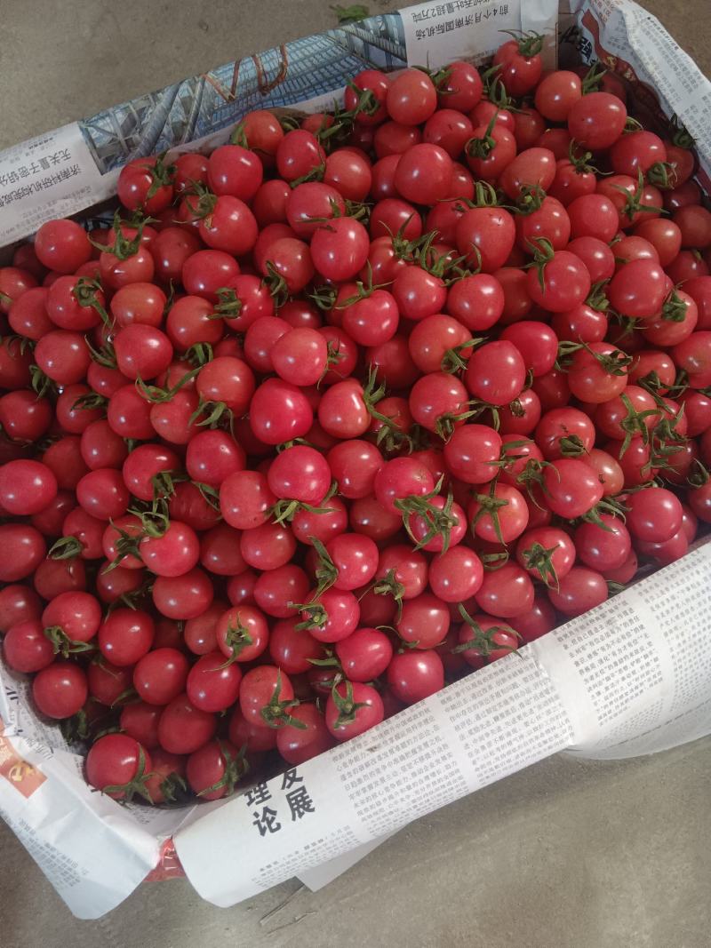 圣女果基地济阳区跺石口感好品质高。有需要的联系我。