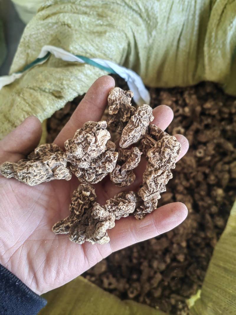 辽宁省凤城市条形朱砂点苍术干货，芽头移栽，含量达标