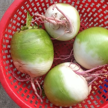 精品心里红