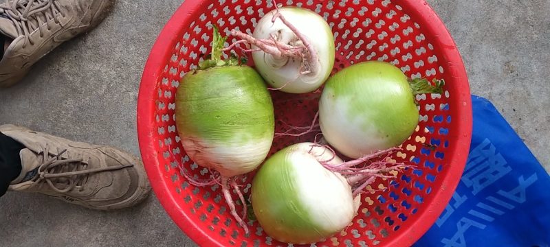精品心里红
