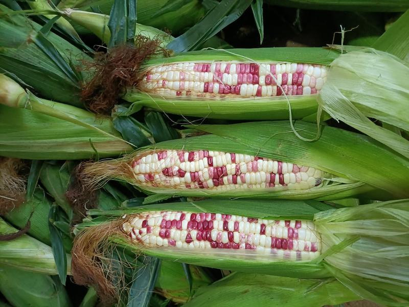 花糯玉米甜糥玉米新鲜现摘基地直发货源充足一手货源