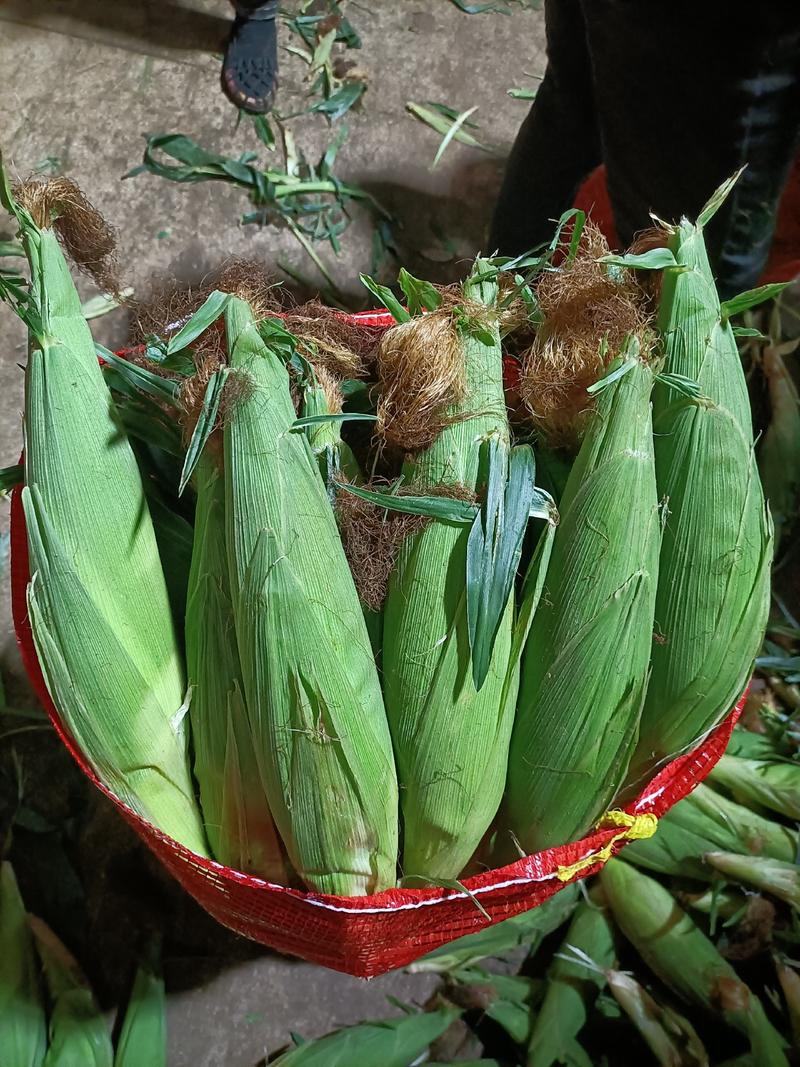 花糯玉米甜糥玉米新鲜现摘基地直发货源充足一手货源