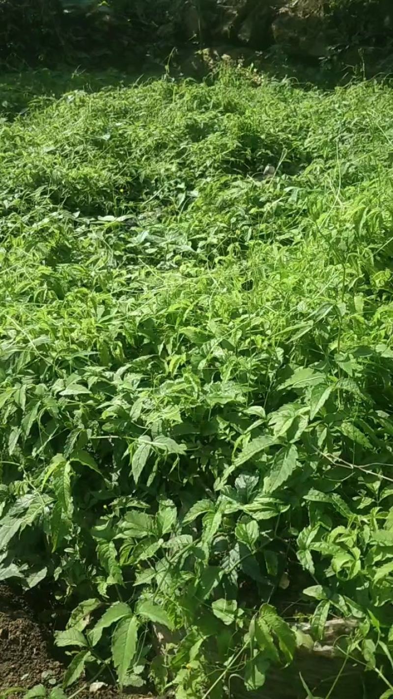 三叶青现挖新鲜货量大质优物美价廉欢迎选购