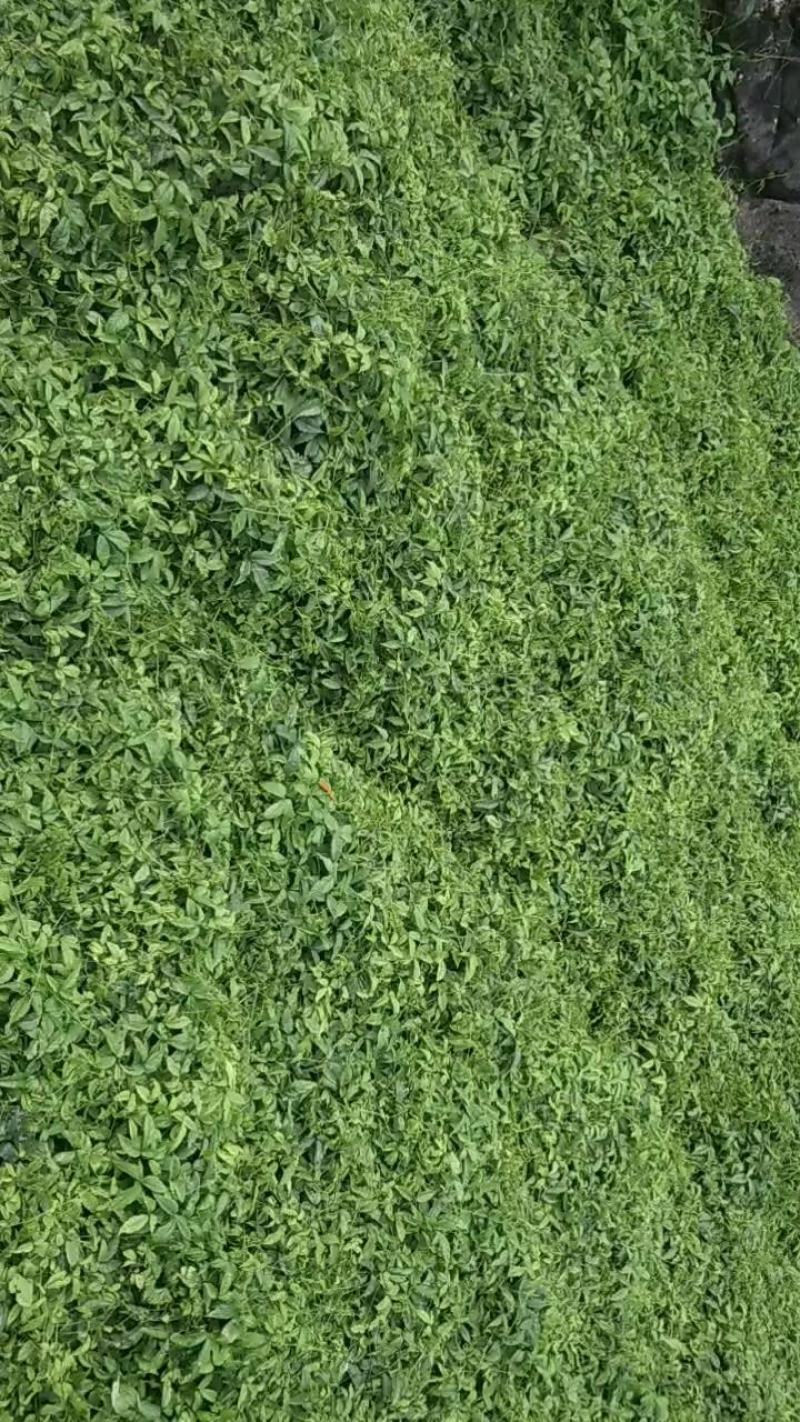 三叶青现挖新鲜货量大质优物美价廉欢迎选购