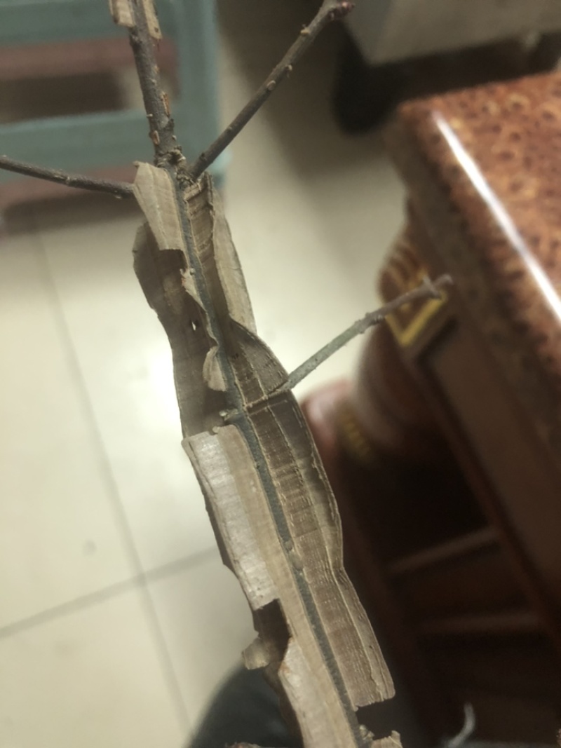 鬼箭羽，各种规格，产地一手货源，质量保证