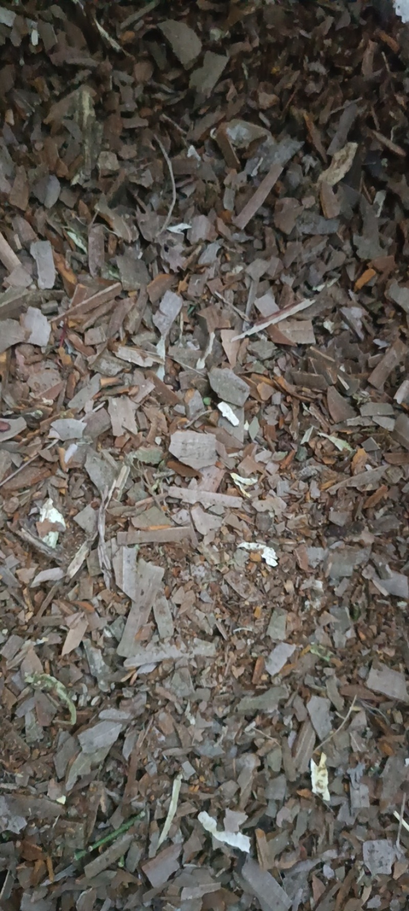 鬼箭羽，各种规格，产地一手货源，质量保证