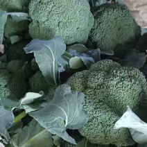 精品西兰花小米粒二指把，菜花，辣椒，芹菜，白菜，萝卜可全