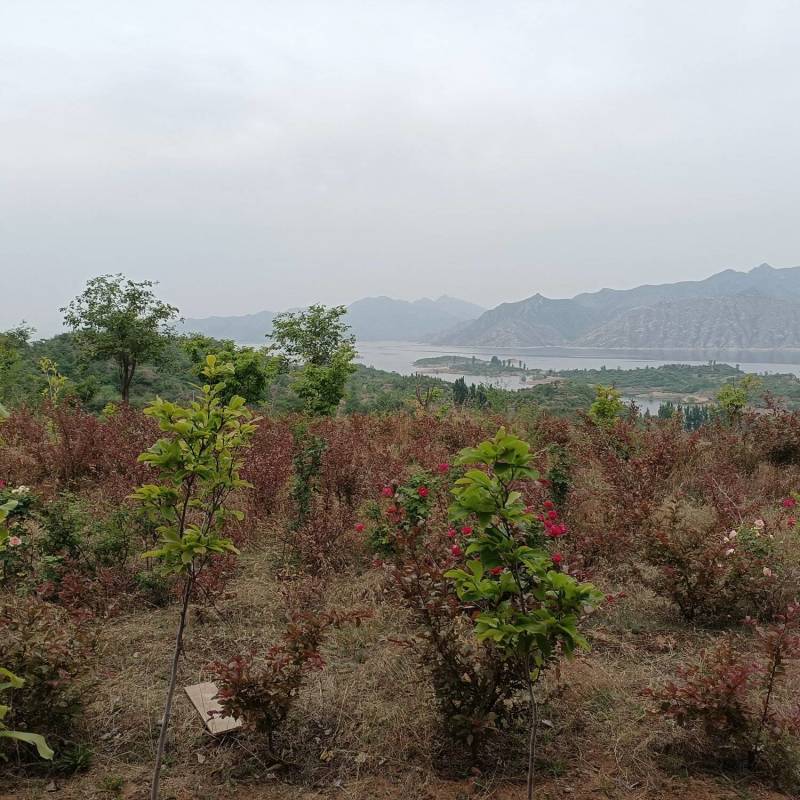 土地转让或合作，土地5500亩，水电齐备。其2千亩平地。