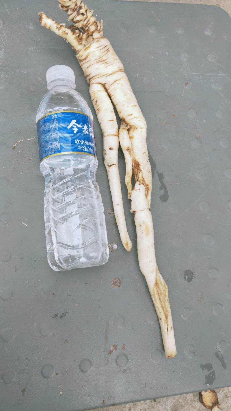 南沙参野生泡参干货