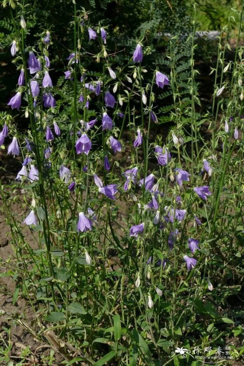 南沙参野生泡参干货