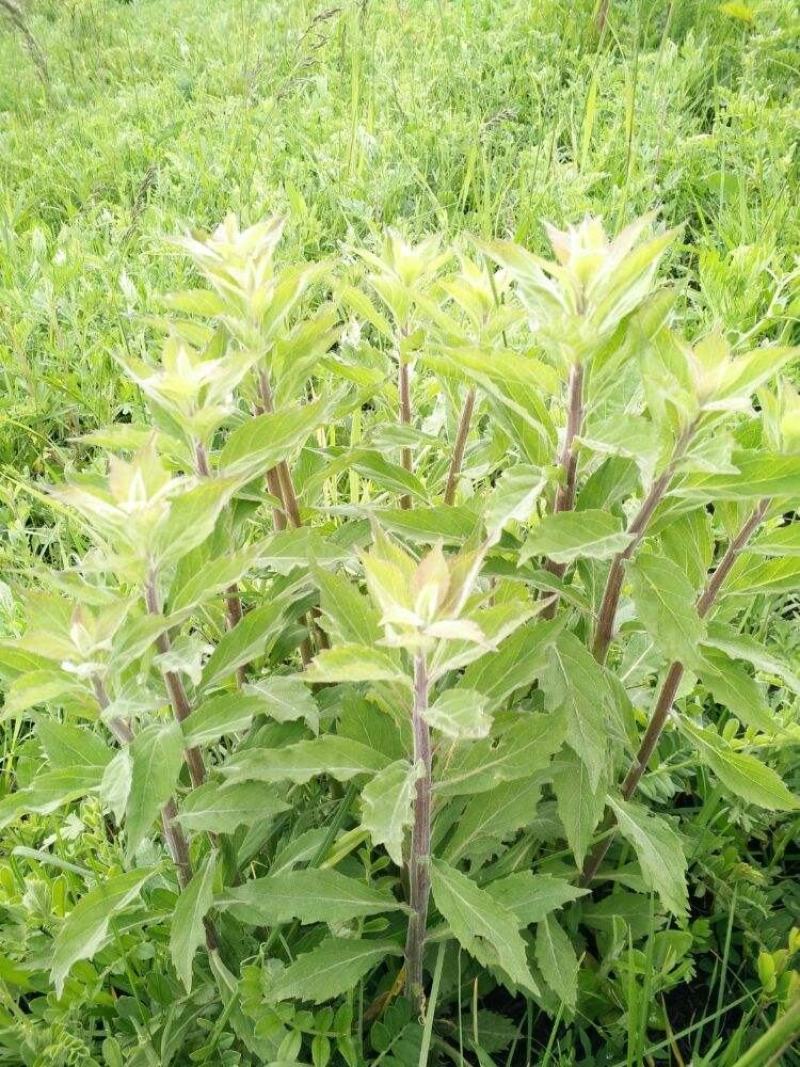 南沙参野生泡参干货