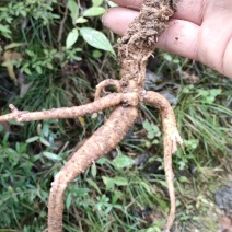 南沙参野生泡参干货