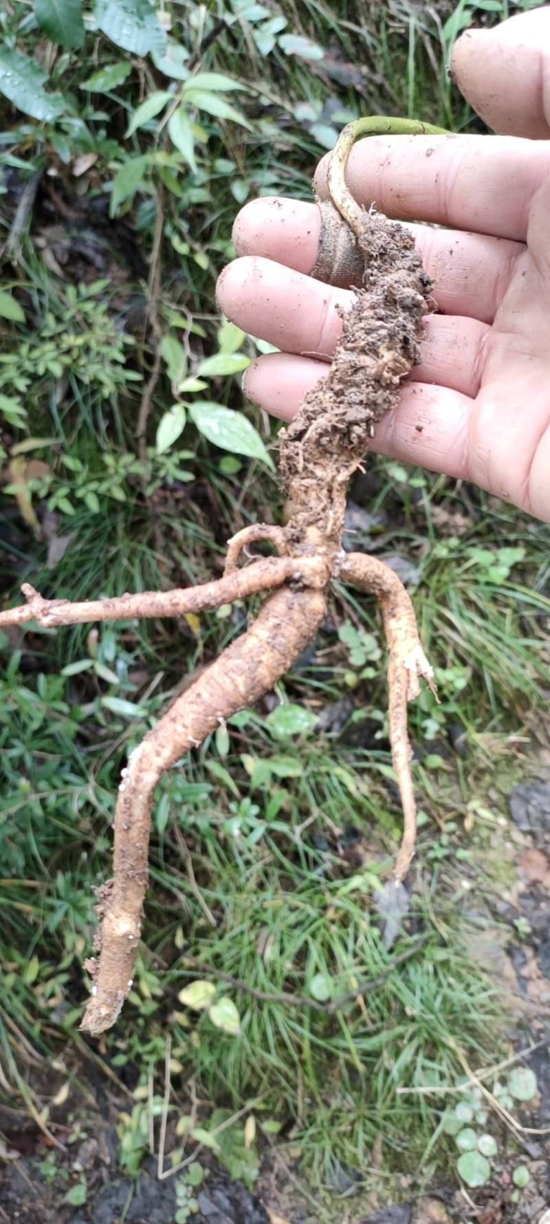 南沙参野生泡参干货